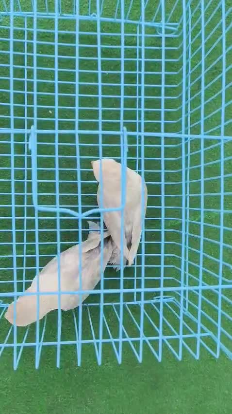 African Love Birds | Yellow & Orange, farm video