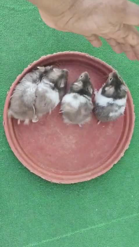 Dwarf Hamster Babies | Adults, farm video