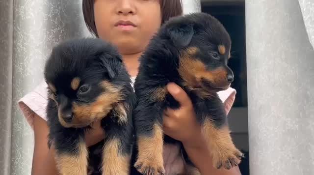 Rottweiler Puppy, farm video