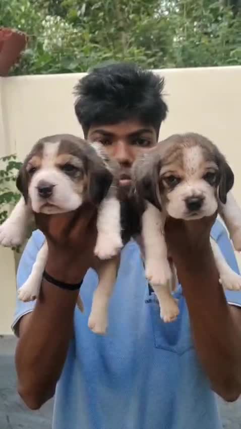 Beagle Black & Tan Puppy, farm video