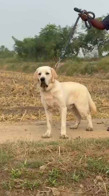 Beagle Black & Tan Puppy, farm video