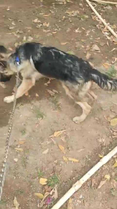 German Shepherd Puppy, farm video