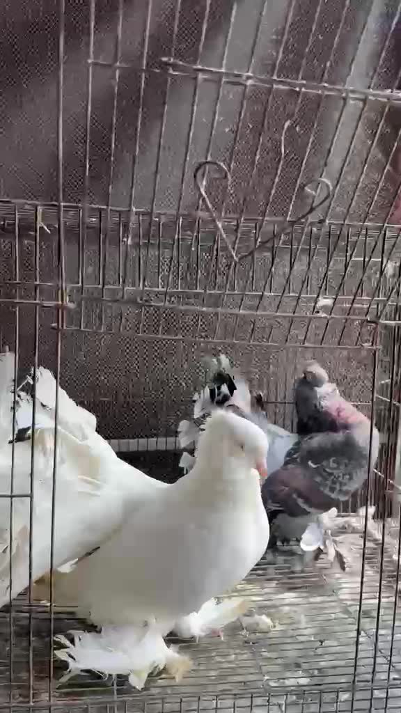 Frillback Pigeon, farm video