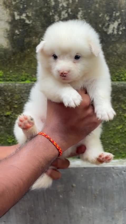 Pomeranian Puppy, farm video