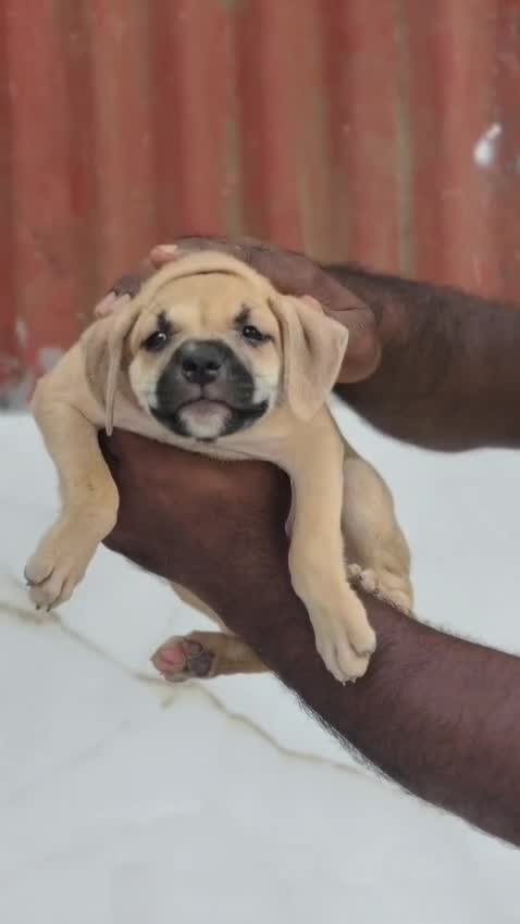Pitbull Terrier Puppy, farm video
