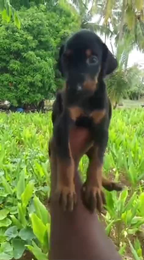 Doberman Pinscher Puppy, farm video