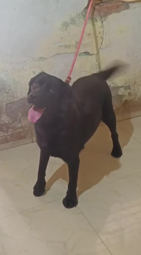Beagle Black & Tan Puppy, farm video
