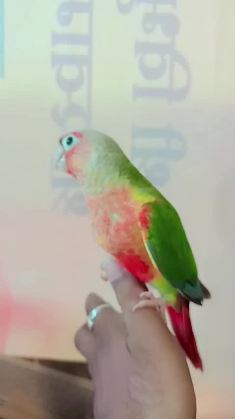 Pineapple Headed Conure, farm video