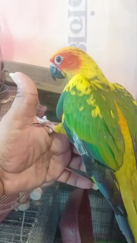 Sun Conure, farm video