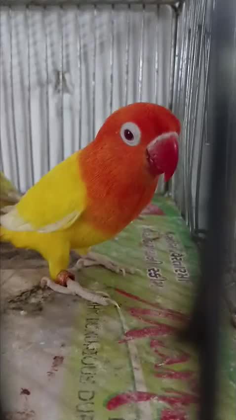 Rat, farm video