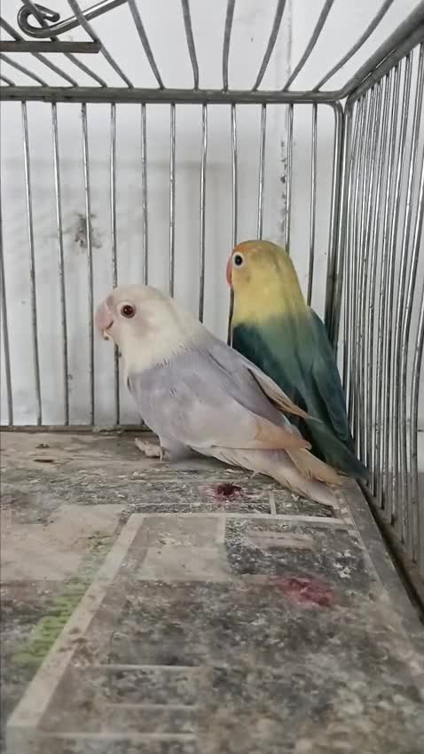 Rat, farm video