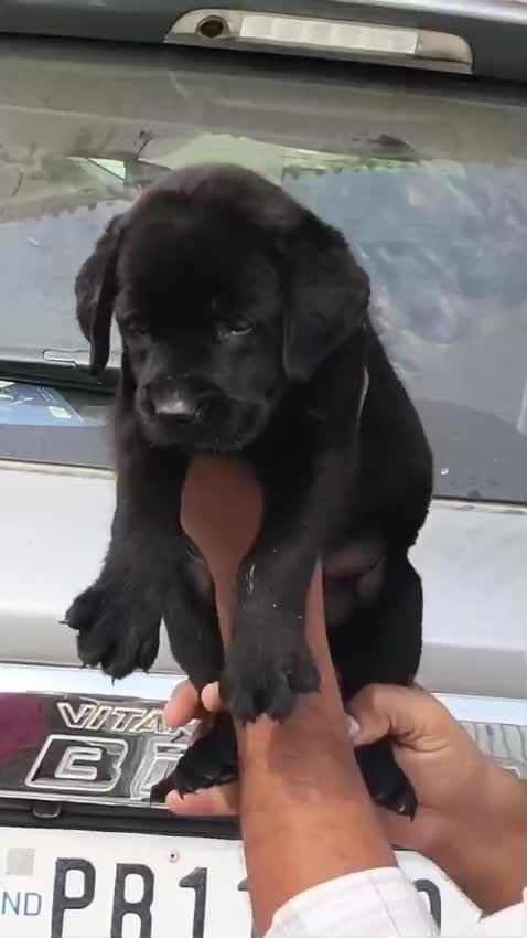 Beagle Black & Tan Puppy, farm video