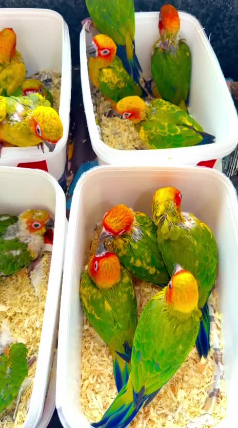 Sun Conure, farm video