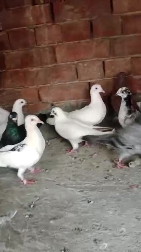 Frillback Pigeon, farm video