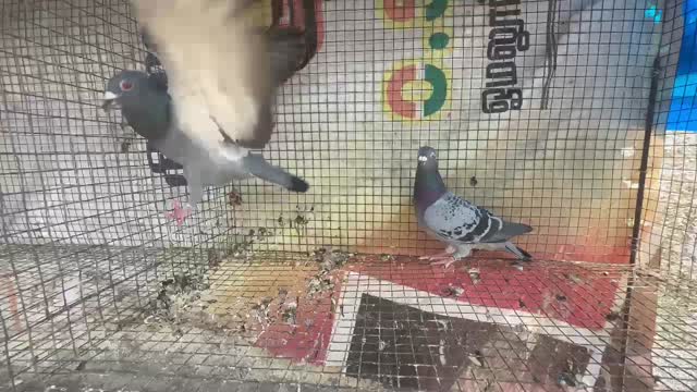 Frillback Pigeon, farm video