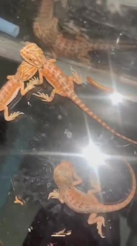 Bearded Dragon, farm video