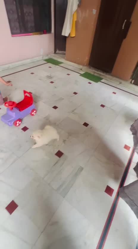 Pomeranian Puppy, farm video