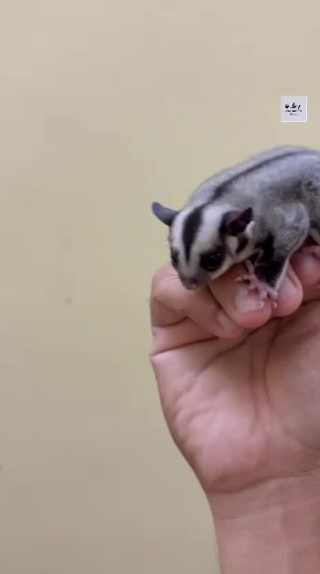 Sugar Glider | White (Lucy), farm video