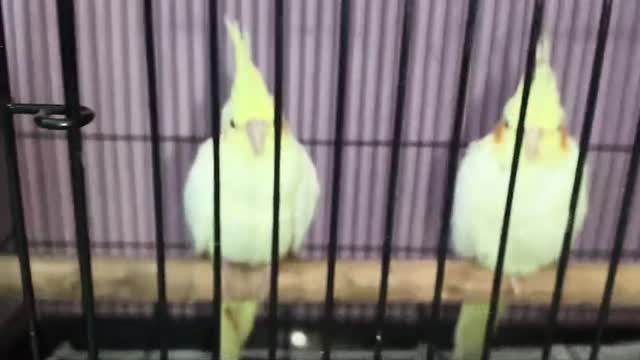 Cockatiel, farm video