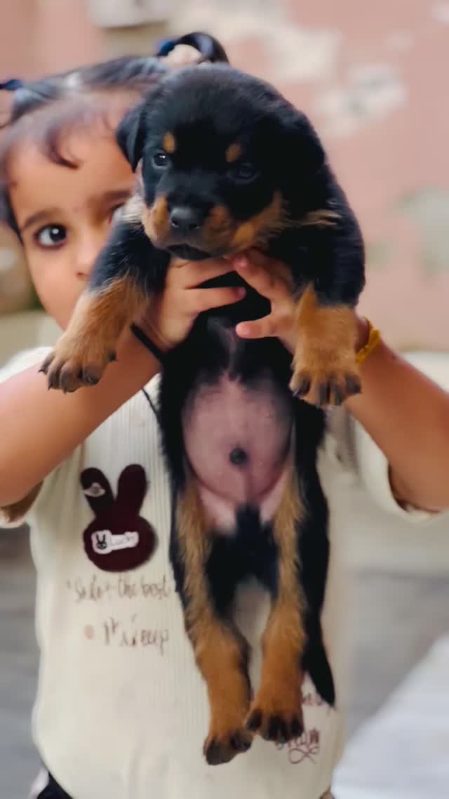 Rottweiler Puppy, farm video