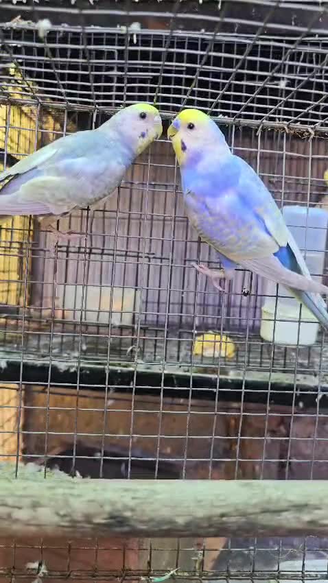 Rat, farm video