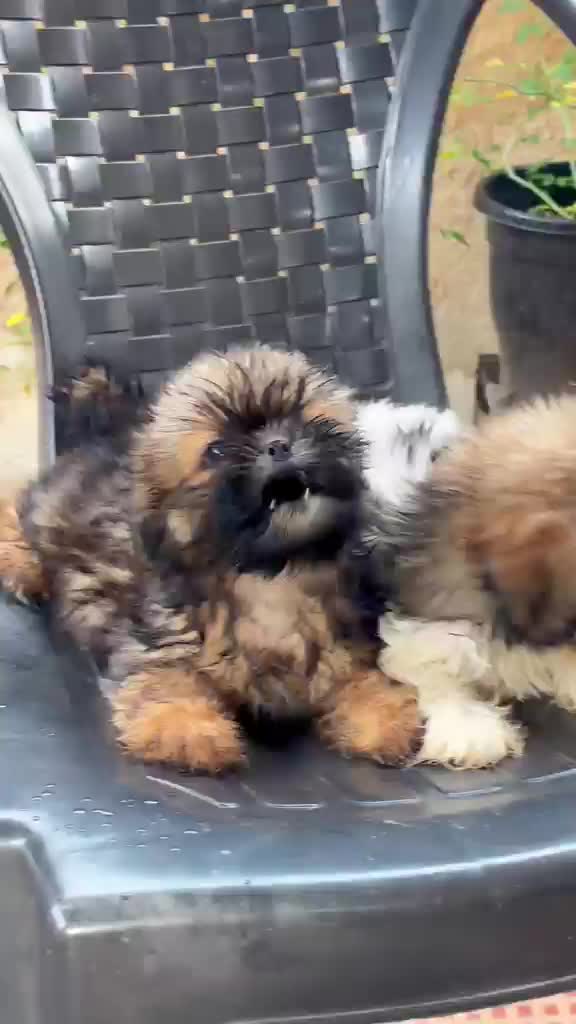 Shih Tzu | Black Color, farm video