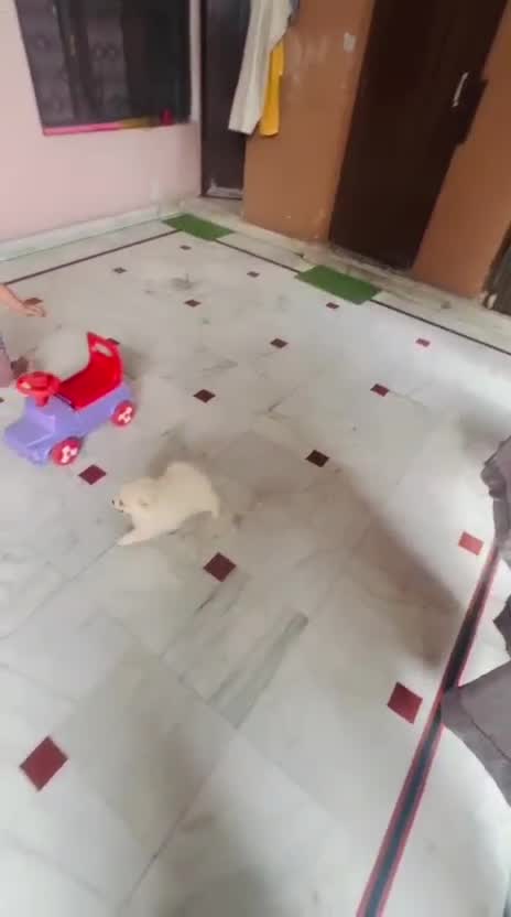 Pomeranian Puppy, farm video