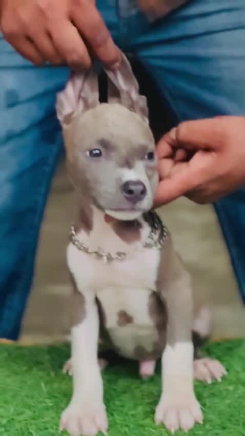 Pitbull Terrier Puppy, farm video