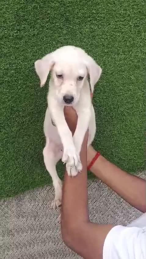 Beagle Black & Tan Puppy, farm video