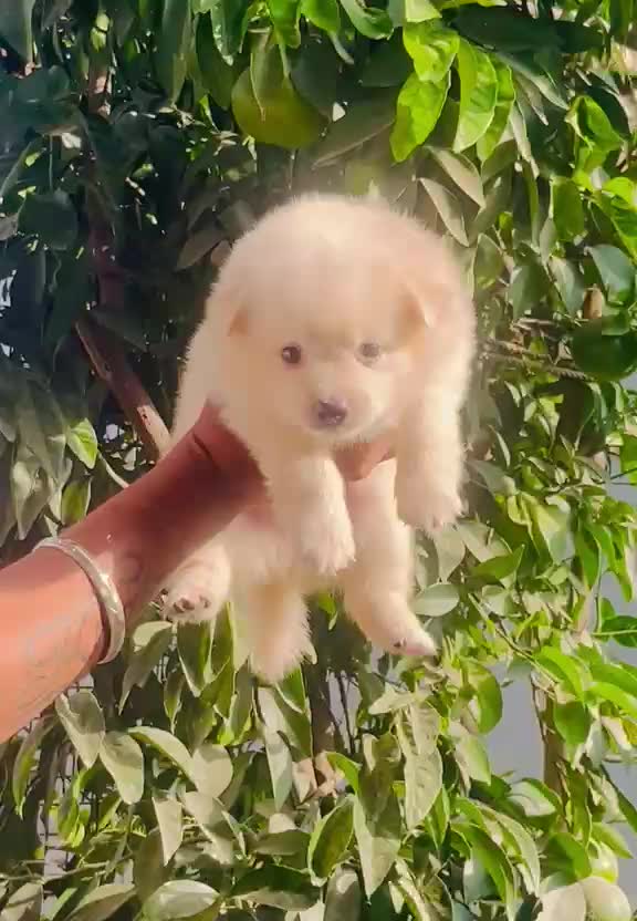 Pomeranian Puppy, farm video