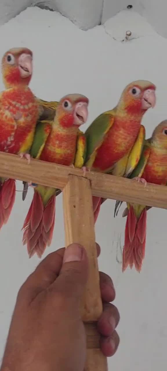 Pineapple Headed Conure, farm video