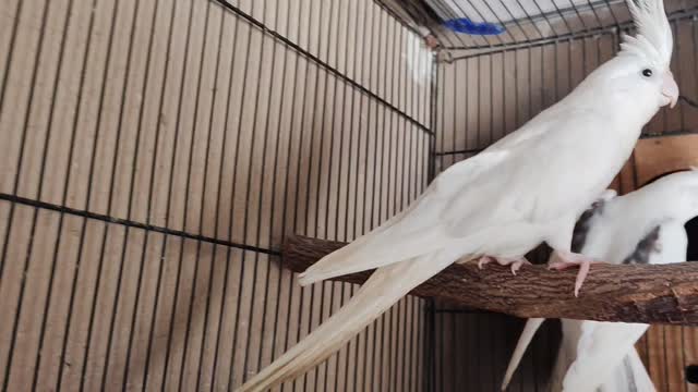 Cockatiel, farm video