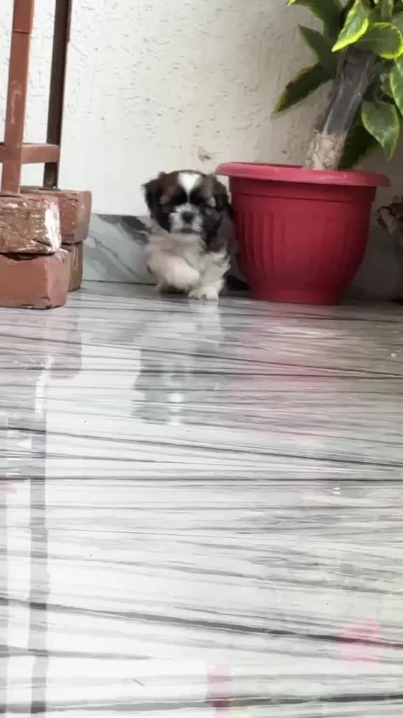 Shih Tzu | Black Color, farm video