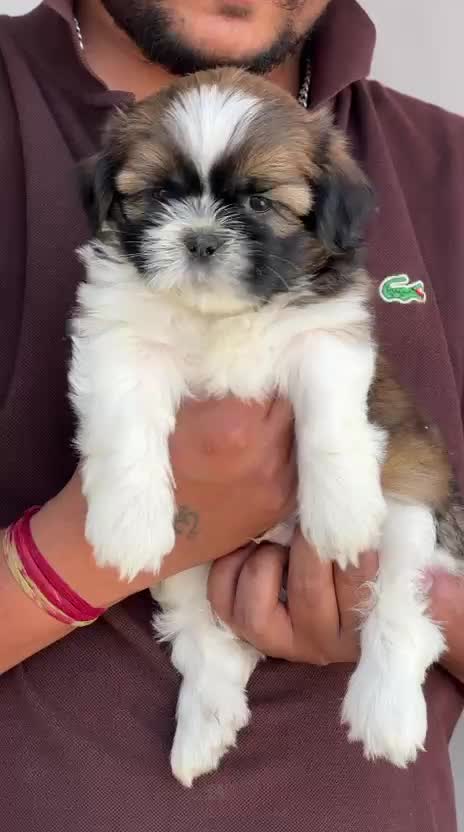 Shih Tzu | Black Color, farm video