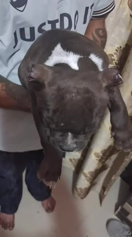 American Bully Pocket Size Puppy, farm video