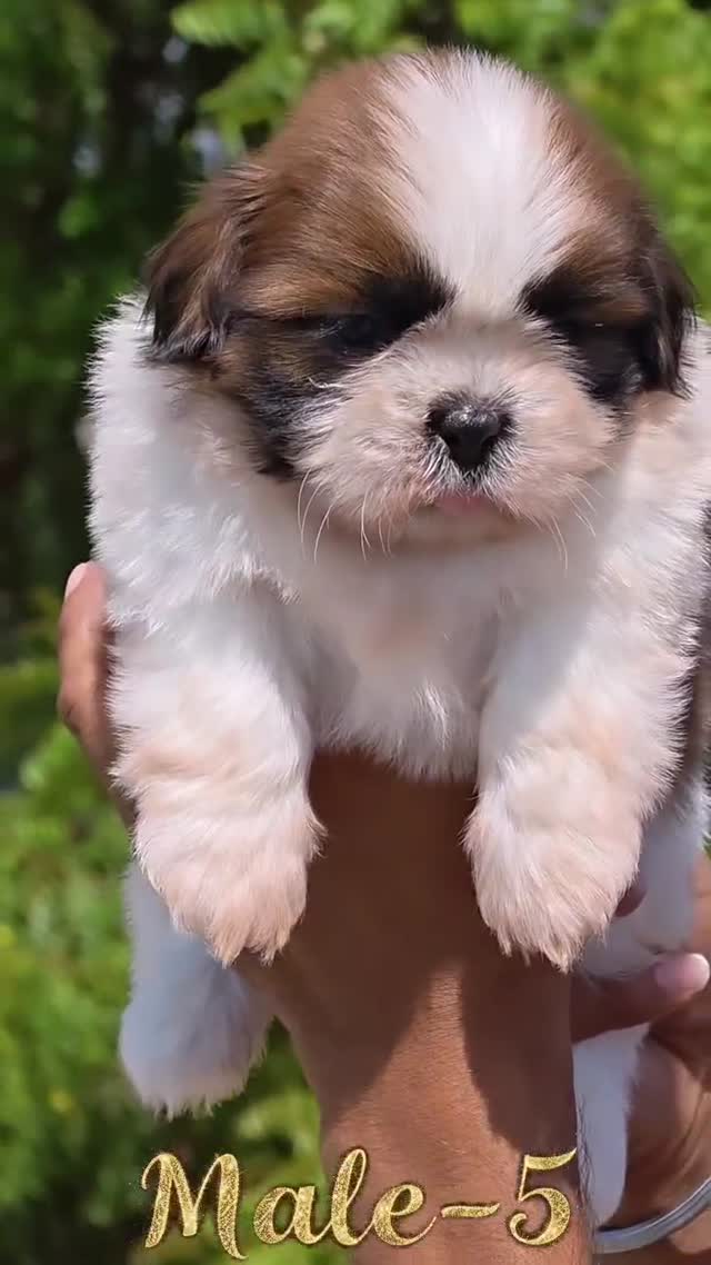 Shih Tzu | Black Color, farm video