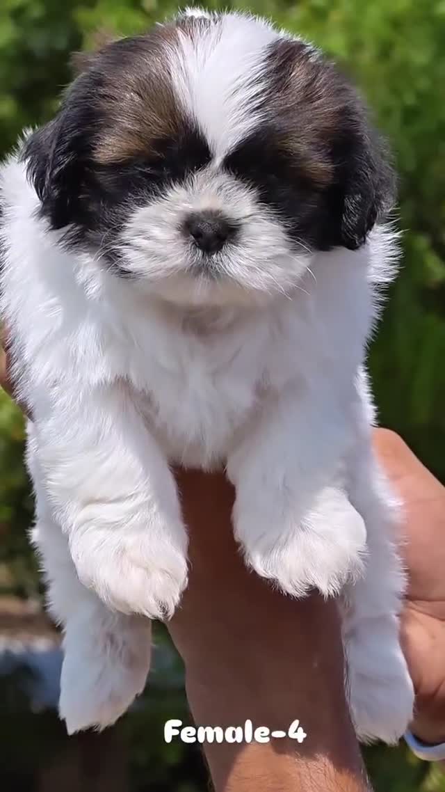 Shih Tzu | Black Color, farm video