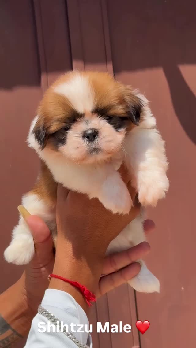 Shih Tzu | Black Color, farm video