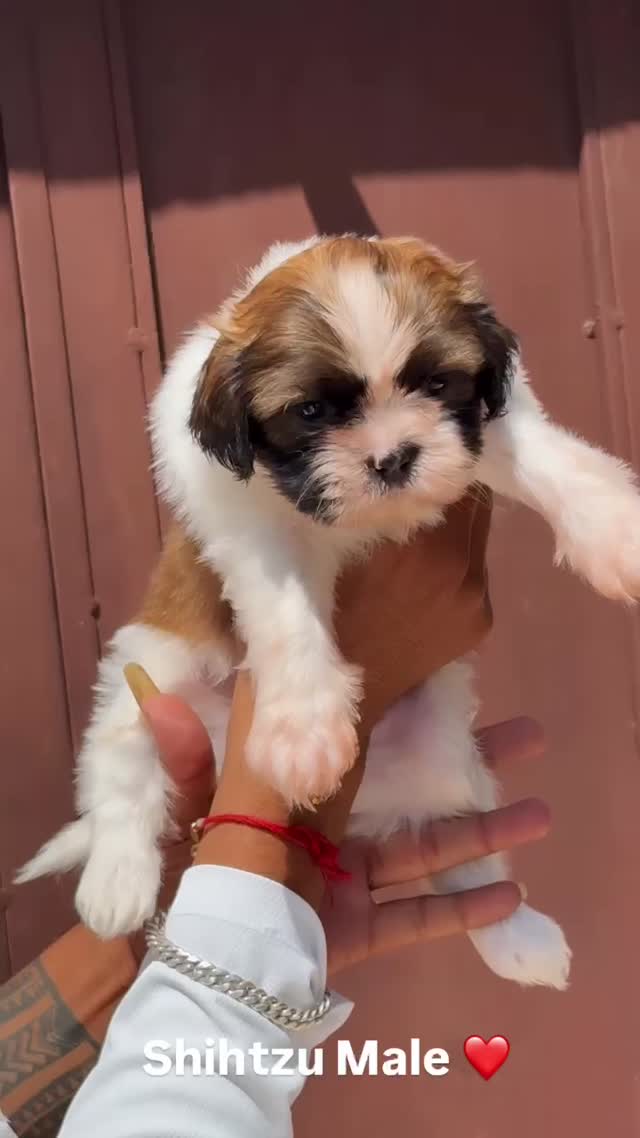 Shih Tzu | Black Color, farm video