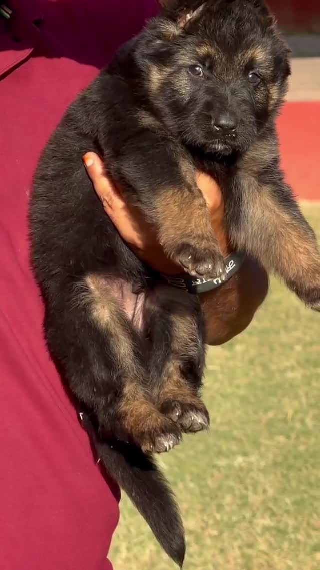 German Shepherd Puppy, farm video