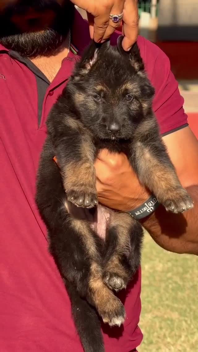 German Shepherd Puppy, farm video