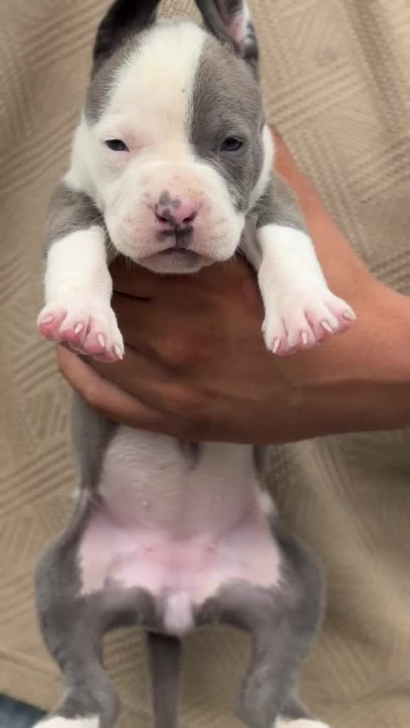 American Bully Pocket Size Puppy, farm video