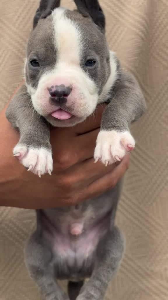 American Bully Pocket Size Puppy, farm video