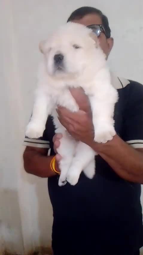 Chow Chow Puppies, farm video