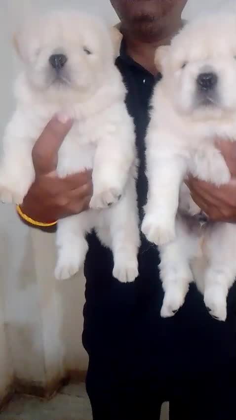 Chow Chow Puppies, farm video