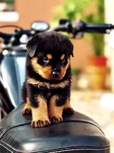 Rottweiler Puppy, farm video