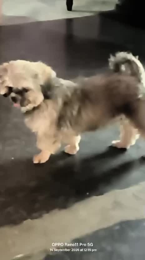 Shih Tzu | Black Color, farm video