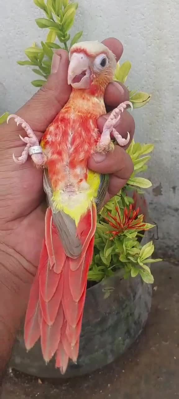 Pineapple Headed Conure, farm video