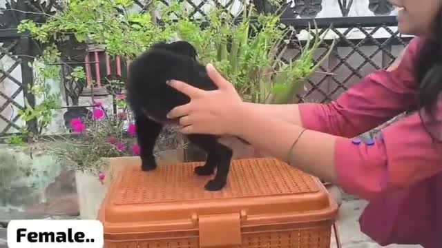 Pomeranian Puppy, farm video