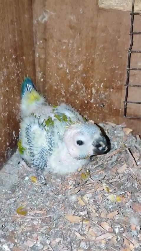 Sun Conure, farm video